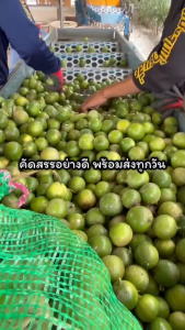 มะนาวสดสายพันธ์แป้นพิจิตร 5 ก.ก.