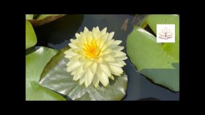 บัวฝรั่ง พุทธรักษา สวยงามระดับแชมป์โลก" → "บัวฝรั่งพูท สวยงาม บริเวณแชมป์