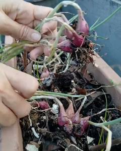 pupuk booster bawang merah 100ml - meningkatkan kualitas dan kuantitas - meningkatkan hasil panen