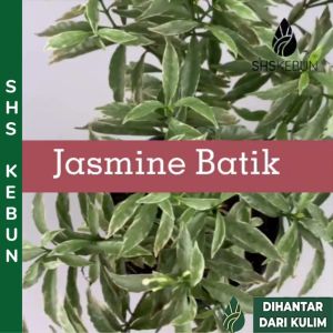 Pokok Bunga Jasmine Thai Batik Hidup Pokok Bunga Wangi Varigated Ervatamia Dwarf Live Plant Tumbuhan Hidup SHS Kebun