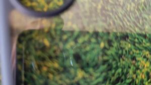 Gcase Casing Case Doff Plus Clear Samsung Galaxy S24 S24Plus S24Ultra S25 S25Plus S25Ultra Plus Ultra Softcase Premium