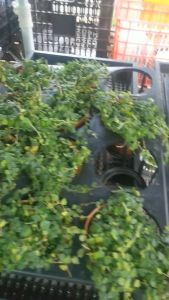 Cây vảy ốc mini vải ốc minima dùng set bể terrarium bán cạn chậu 9cm