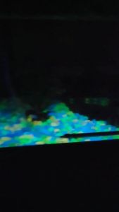 Batu Hias Glow in The Dark: Dekorasi Aquarium & Taman