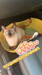 มีของแถมกกระบะทรายแมวพกพา ห้องน้ำแมว ขอบสูงกันกระเด็น กระบะทรายแมว พร้อมที่ตัก สามารถกันน้ำได้