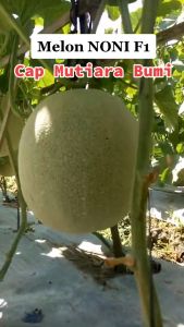 BENIH MELON HIBRIDA NONI F1 TAHAN GEMINI VIRUS ISI 15 GRAM (Sekitar 550 - 600 butir benih) TOLERAN TERHADAP PENYAKIT DOWNYMILDEW CAP MUTIARA BUMI Benih Sayuran Kualitas Unggul - Lazada