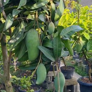 Pohon / Bibit Mangga Kiojay Jumbo Super Unggul Cepat Berbuah
