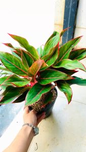 [FREESHIPMAX] Phú quý chậu to nhiều thân