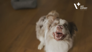 Vet Expert RenalVet per piece Twist Off capsule for renal kidney support of dogs and cats