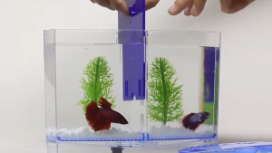 ตู้ปลากัด โหลปลากัด ตู้ปลาขนาดเล็ก เหมาะสำหรับเลี้ยงปลากัด พร้อมส่ง