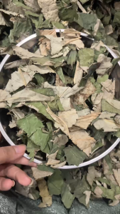 Trà lá Sen nguyên chất vụ mới sấy khô. sạch thơm hỗ trợ giảm mỡ máu giúp ngủ ngon hỗ trợ giảm cân làm sáng da.
