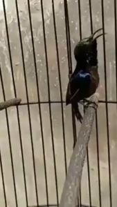 RAJA NECTAR PAKAN HARIAN BURUNG PEMAKAN MADU