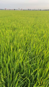 Gạo Nàng Hoa túi 10kg dẻo vừa mềm ngon cơm dễ nấu