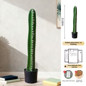 Indoor Cactus Plant Decorative