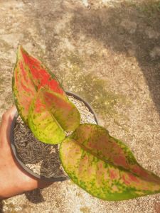 Tanaman hias hidup aglonema baby heng-heng cantik