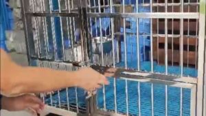 Lowest Price SUS202 Stainless Steel Pet Cage Dog Crate with Wheels and Tray Sangkar Anjing 不锈钢狗笼 Dog House Dog Fence