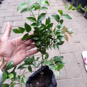 Bibit Tanaman Buah Anggur Brazil / Bibit Pohon Buah Anggur Brazil