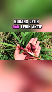 Kapsul Bawang Dayak Herbal Menopause dan Infeksi Bakteri