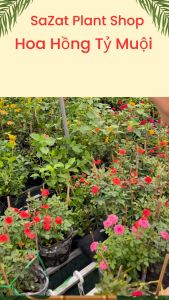 Combo 3 cây Hoa Hồng Tỷ Muội Đỏ Cam Vàng Cây trồng sân vườn cho hoa quanh năm ra hoa liên tục SaZat Plant.