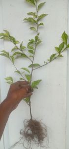 tanaman tehtehan varigata #bahan bonsai #pagar taman