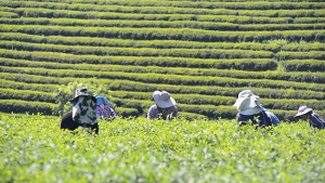 Chè Xanh Thái Nguyên 500gr Trà Búp Non Trà móc câu nước trong xanh hậu dịu ngọt thanh hút chân không gói 100gr