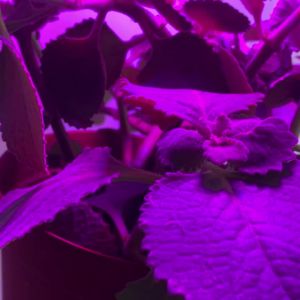 YNL | E27 LED Plant Grow Light LED Lamp Spotlight Bulb AC85-265V Full Spectrum Indoor Hydroponics Flower Seedling LED Phyto Lamp
