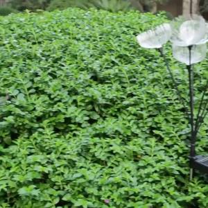 Solar Power 6LED Fiber Optic Jellyfish Ambient Mood Light Suitable for Garden Courtyard Corridor Pathway Decoration Lawn Lamp