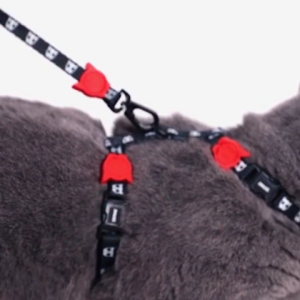 Zee.Cat | Leash + Harness Set