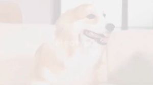 New 2-in-1 Pet Grooming Dryer & Comb Brush for Dogs and Cats Low Noise Easy One-Handed Operation Detangle & Dry Fur