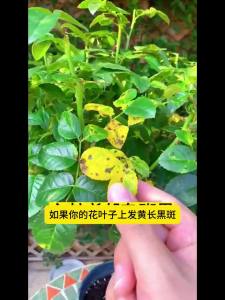 💗🙋‍♀️💗通用型菌立清早晚疫霜霉病白粉过冬锈病真菌细菌病毒万能杀菌剂