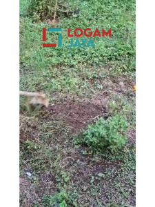 Cangkul Kepala Pengganti Baja Tanpa Sambungan – Kuat & Awet untuk Perkebunan dan Pertanian