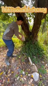 รากต้นไม้เน่า!! ยาฆ่าตอต้นไม้ ยาฆ่าตอไม้ กำจัดวัชพืชรากเน่า สูตรเข้มข้น500g ผลติดทนนาน ยาฆ่าต้นไม้ใหญ ตรงไปที่ราก รากเน่ารากตาย ยาฆ่าตอไม สารกำจัดกอ