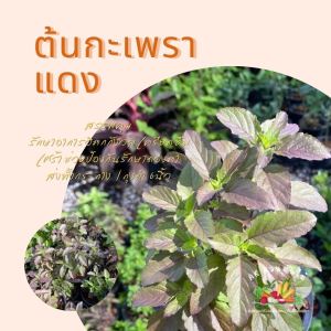 ต้นกะเพราแดง ป้องกันหวัด กะเพราแดง ต้นกะเพรา กะเพรา ในกระถาง/ถุงดำ 6 นิ้ว พร้อมปลูก ผักสวนครัว ผักสวนครัวปลูกง่าย ผักสวนครัวพร้อมปลูก ผักออร์แกนิก