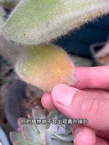 施肥片 Baja Bunga Baja Pokok Semua Baja Garden Fertilizer for all Plants 花树肥 植物营养片 Home Gardening Slow-Release Fertilizer