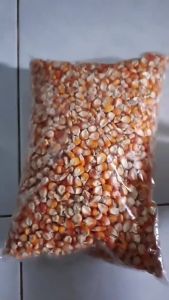 Jagung pipil Kecil Jagung Kristal Ukuran Kecil kualitas pakan Ternak Unggas Burung Pakan Ayam kemasan 1kg