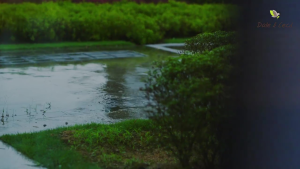 DALE & CECIL Miwakoko Choco Milk (33g x 10s)