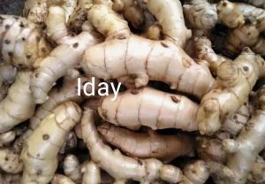 temu putih asli/segar obat herbal alami 1kg TERMURAH