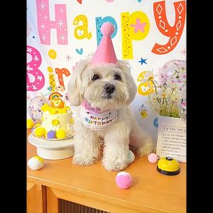 Pet Birthday Hat Cat Bib Decoration ins Style Cat Dog Happy Birthday Hat Set for Cat Dog
