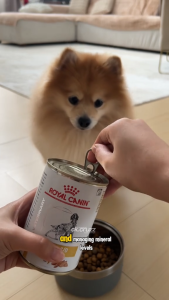 Pate Cho Chó Sỏi Thận Royal Canin Urinary S/O Lon 410g