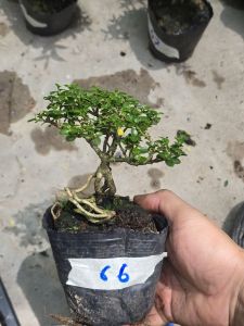 Sam hương bonsai mã 70 ( có sỉ )