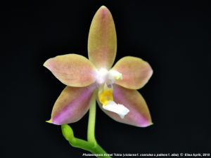 Seedling Phalaenopsis Arnel Tobia bibit bunga anggrek bulan primary hybrid silangan unik Phalaenopsis Violacea var Mentawai dengan Phalaenopsis Pallens
