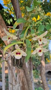 ลูกผสมนอบิเล่ ไม้เมล็ด เกาะไม้ 6 นิ้ว มีประมาณ 6-12 ลำต้น กล้วยไม้ป่า ดอกออกเดือน มกราคม-เมษายน จำนวน 1ไม้ มีหลายแบบ/ /Taeng Suan shop