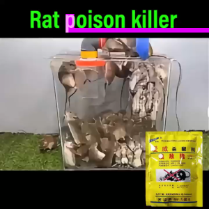 No rats for 20years racun tikus paling kuat Buy 1 Get 2 Free ubat tikus paling berkesan Eliminate the entire nestin1night Rat poison killer Outdoor Death Dry and odorless rat repellent racun tikus paling berkesan rat bait 老鼠藥三步死 老鼠药