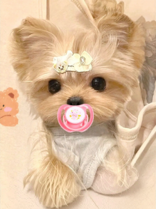 XINGKU | Teething Soothing Toy for Yorkshire Puppy