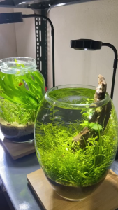 Đèn LED Đế Gỗ Terrarium – Đèn Kẹp Hồ Thủy Sinh Tiểu Cảnh Cây Cảnh – 3W/5W/7W.