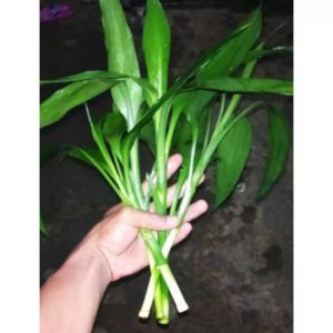 Tanaman Hias Bambu Hoki / Bambu Cina Sri Rezeki Perbatang Berdaun