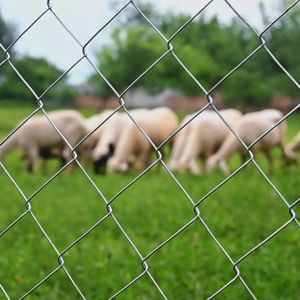 Cyclone Wire Farm Fence Galvanized/PVC Chain Wire Garden Fencing Pambakod Net Enclosure Protection Chicken Wire Mesh