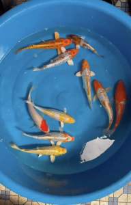 JAPAN KOI LOCAL BREED 8/9” HIGH GRADE 10pcs RAMADHAN COMBO OFFER RM1688  + shipping RM100 ( 2 boxes ) with FREE GIFTS !!