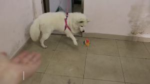 Mainan bola puzzel anjing kucing suara bell bahan karet