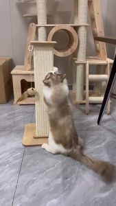 Cat Scratching Post /cat Scratching Board/ scratching Post For Cat/ Cat Scratcher Pole/tempat Cakar Kucing 貓抓板 不掉屑 貓抓柱