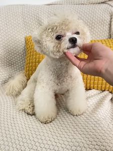 áo nỉ - áo ấm - áo thu đông 2026  hình cún híp mắt dành cho chó mèo - T3 PETS SHOP